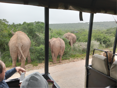 a picture of elephants in the wild eating.
